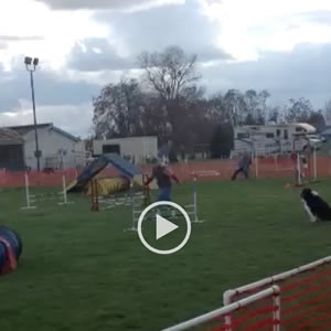Dog agility a few weeks after partial knee replacement