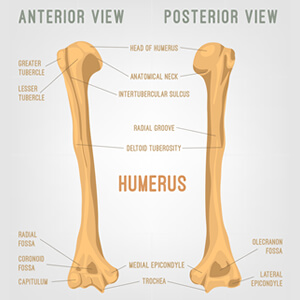 Humerus (Arm bone, head=ball)
